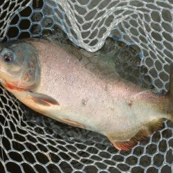 アマゾンの怪魚にチャレンジ！